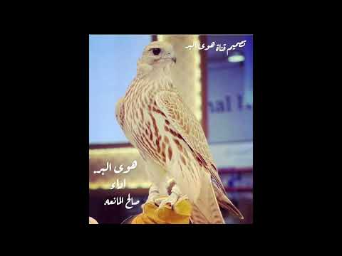 شيلة هوى البر أداء صالح ال مانعه حصريا شيلات شيلات 2025 2024 اكسبلور ترند Trend 