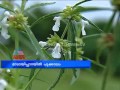 Thumpa blossoms Madayipara:ž