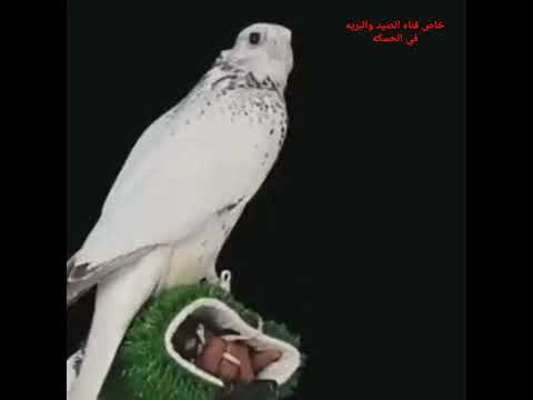 قنبله الموسم أغلى طير في العالم جير قرموشة الترا وايب بيع بالمزاد بمبلغ مليوون و750 الف ريال سعودي