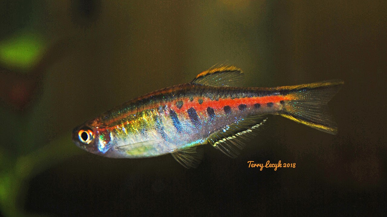 Terry's Tropical Tanks Live Stream