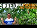 ANG GINAGAWA KO PARA MAPABILIS ANG PAGBUNGA NG SAGING | PAANO MAPABILIS ANG PAGBUNGA NG SAGING