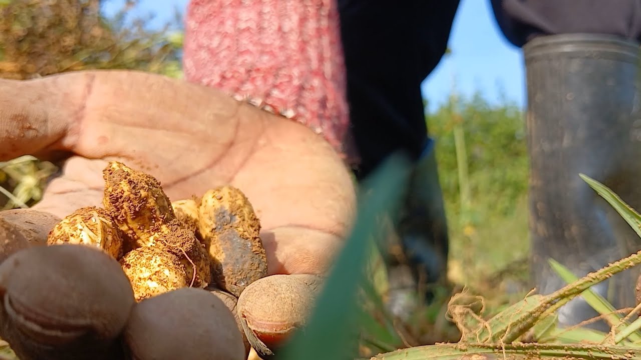 Kenya 40600 KOWET VILLAGE NUTSupdate +FARMWALK VILLAGE FULL ENVIRONMENT.@I am _ POPLOO