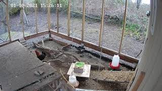 Reason to keep a rooster