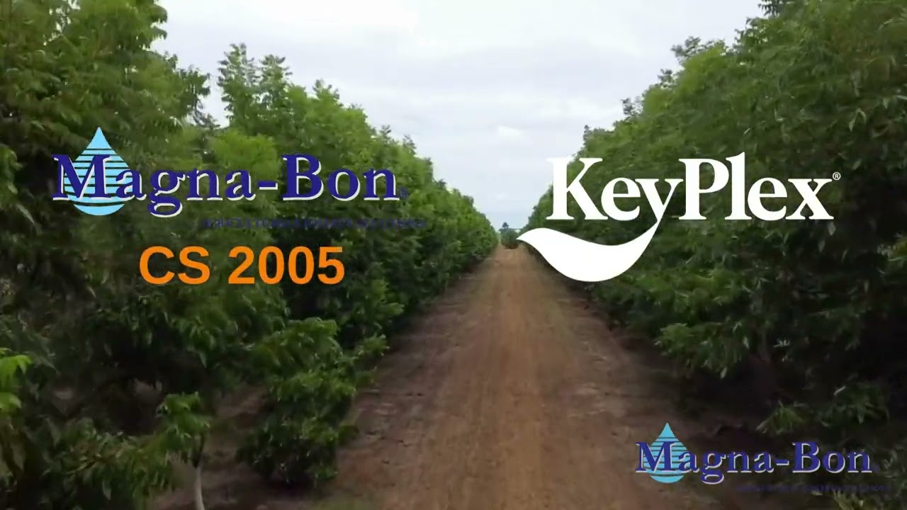 Health Pecan Trees, Zero Scab!