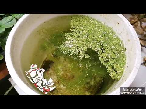 Ряска содержит -