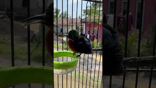 Suddenly The Konin Bird Develops Feathers ebiwirawan