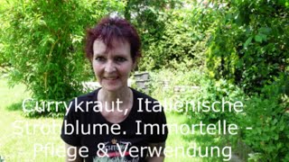 Currykraut, Italienische Strohblume, Immortelle - Pflege & Verwendung