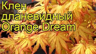 Клен дланевидный Оранж Дрим. Краткий обзор, описание характеристик acer palmatum Orange Dream