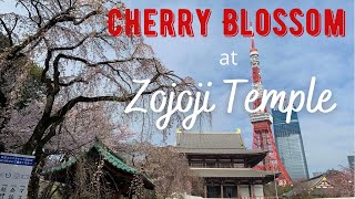 Cherry Blossom at Zojoji Temple | Shiba Park | Tokyo Minato