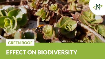 Research the effect of green roofs on biodiversity