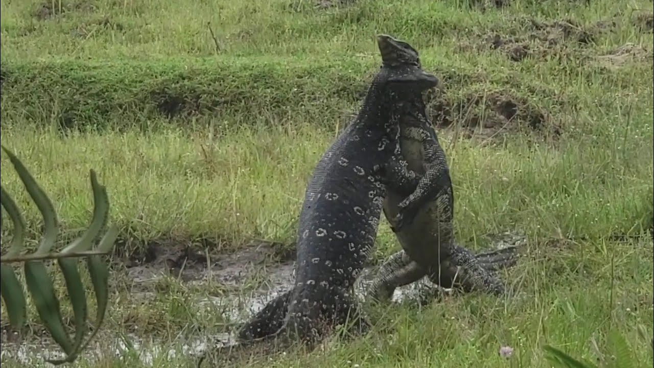Monitor Lizard Fight Monitor Lizard Wrestling YouTube Monitor Lizard Fight Monitor Lizard Wrestling YouTube