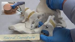 Clinical Pelvimetry