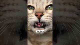 Official Cat tongue 101 🤝 #furryfritz #catographer #cats #cattongue #funnycats #cutecats