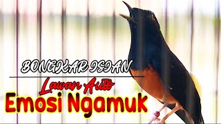 MURAI BATU BONGKAR ISIAN, PANCINGAN MURAI BATU DIAM MACET BUNYI JADI EMOSI