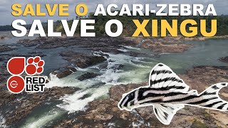 Conservação do Hypancistrus zebra e da Volta Grande do Xingu