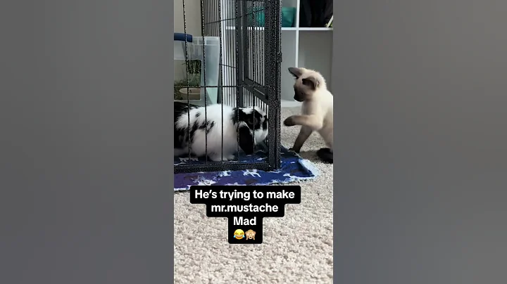 Watch the video about Meet Mr.Mittens, Our Rescued Siamese Kitten #catmom #siamese #rescuedcat #kitten