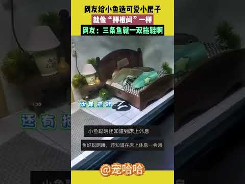 網友給小魚造可愛小房子，就像“樣板間”一樣，網友：三條魚就一雙拖鞋啊 #宠哈哈