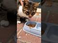 #kedimizibeslerken 🥰, #cat #story #feedingcat #Alanya #кошка, #gatos