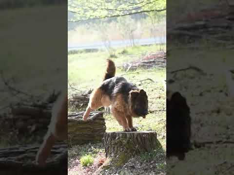 丸太で遊ぶ犬 ♪ドレミファソラシド♪