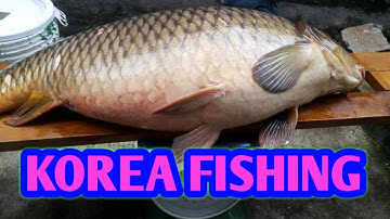 Câu lancer cá chép tại hàn quốc khi mùa thu về | fishing || #dhtchannel