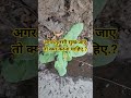 # तुलसी सुख जाए तो क्या करें. 🙏 #pradeepmishrajidhankeupay #sort reel #yashu Bansal #yutubeshort