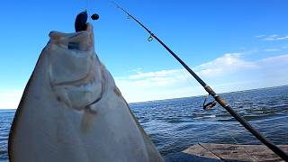 Endless Fluke / Summer Flounder Pier Fishing with Gulp Baits