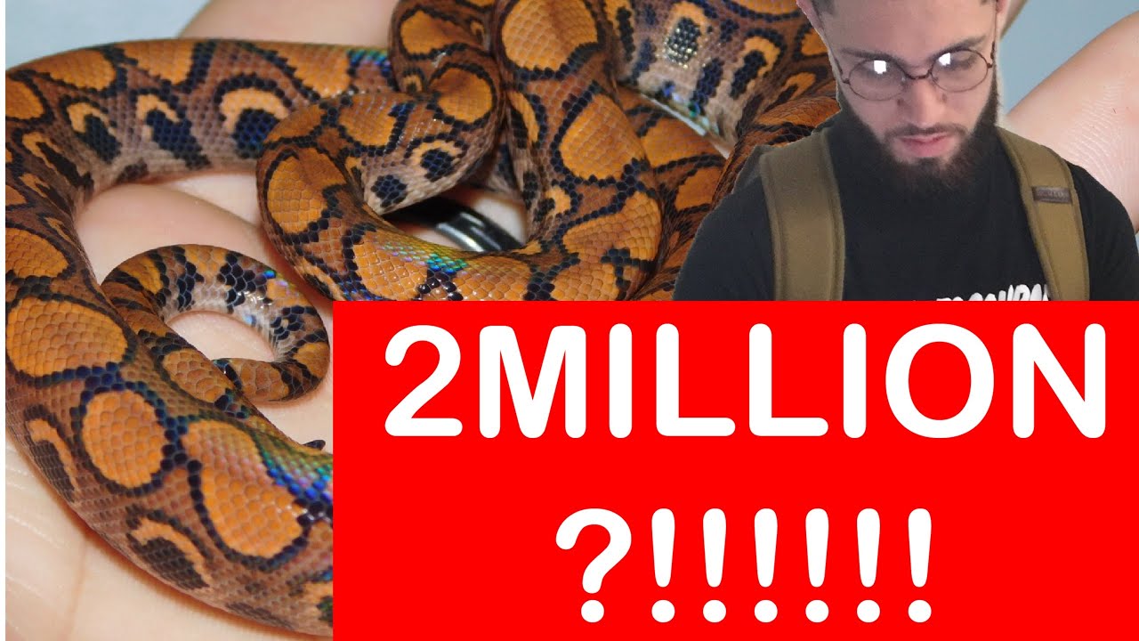ball python breeders in ohio 2 Million Dollar Reptile Shirt?!! (Shout Outs and more)