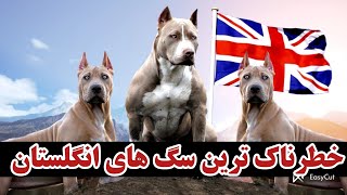 خطرناک ترین سگ های انگلستان