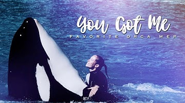 [ 𝐘𝐨𝐮 𝐆𝐨𝐭 𝐌𝐞 ] Favorite Orca MEP