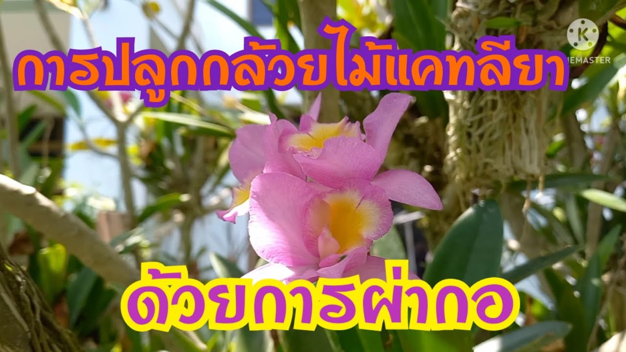 การปลูกกล้วยไม้แคทลียาด้วยการผ่ากอ