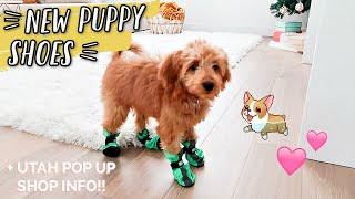 SHOPPING FOR NEW PUPPY ACCESSORIES + HOUSE CLEANING!