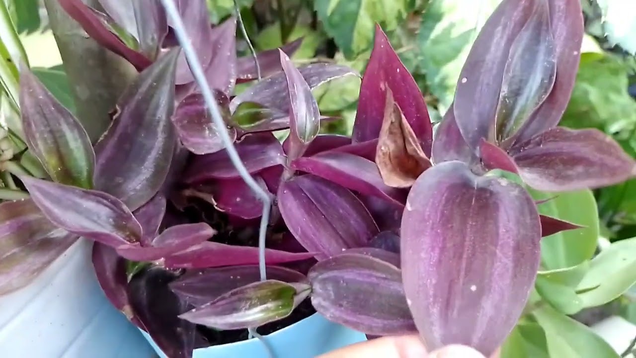 Muito feliz 😁 meu cacto orquídea# floresceu #.