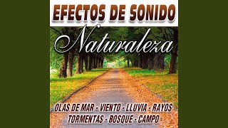 Download Lagu Ambiente De Bosque