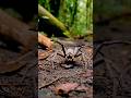 अमेज़न जंगल के 8 सबसे रहस्यमयी और खतरनाक जानवर 😱#viral #wildlife #natureshorts #animals #shorts