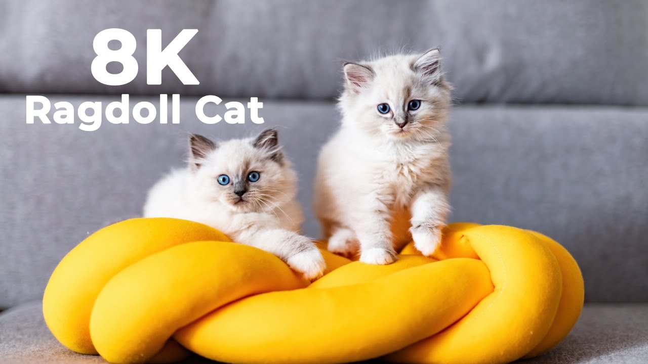Purr-fect Harmony: Ragdoll Cat Relaxation Music Live - YouTube
