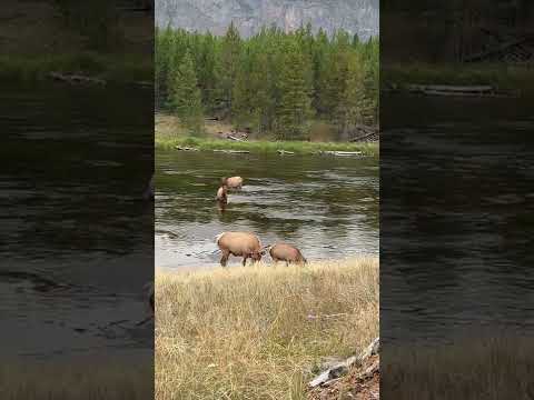 Amazing female Elk from Yellowstone park