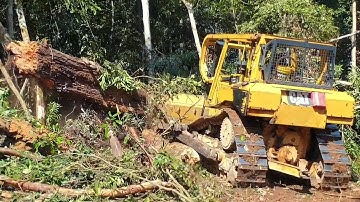 See CAT D6R XL Bulldozer Power cleaning wooden branches in plantations