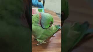 mammy a mammy kha ho bhukh lagi hai #parrot #funny #talkingparot#superbparrot #parrotlet#parrotshop
