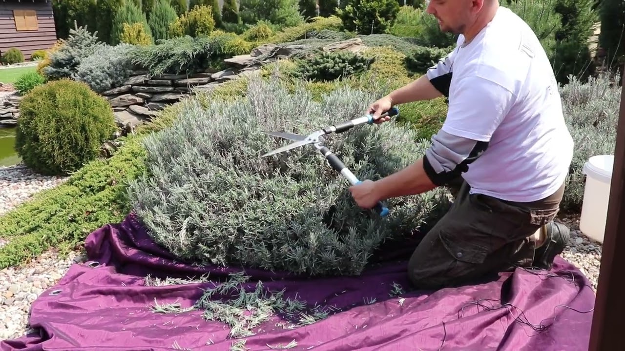 Jak ciąć lawendę?