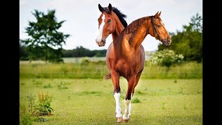 Photoshop Tutorial | Photoshop Editing | two face horse screenshot 3