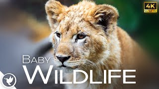 Adorable Baby Animals That Will Melt Your Heart - Amazing 4K footage with relaxing ambient music by Relax Earthfully 3,843 views 1 year ago 53 minutes