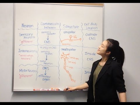 Structure and Function of Neurons - YouTube
