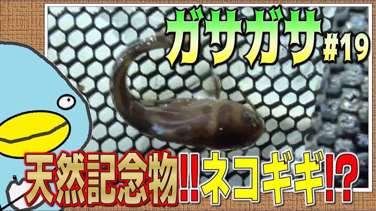 ガサガサ 絶滅危惧種 アカザ Youtube
