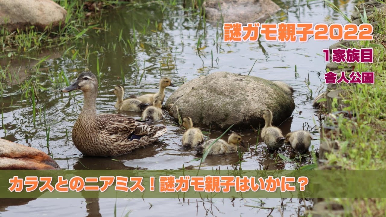謎ガモ親子とカラスのニアミス！逃げ切れるか？ 舎人公園謎ガモ親子2022・15日め2022年5月17日
