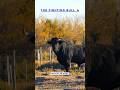 Spain’s Powerful National Symbol: The Fighting Bull 🐂 #nature #wildlife #bull #shortvideo