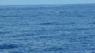 Blue whales off the coast of Sri Lanka, near Mirissa