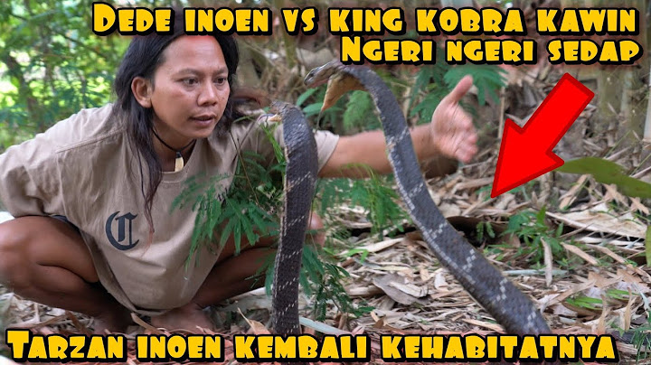 DEDE INOEN VS KING COBRA PANJANG