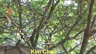 Bẫy chim hút mật 5 màu bụng trắng miền Trung (27/02/2019), bổi X2