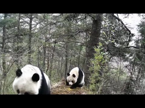 WILD LIFE ジャイアントパンダ(メス)