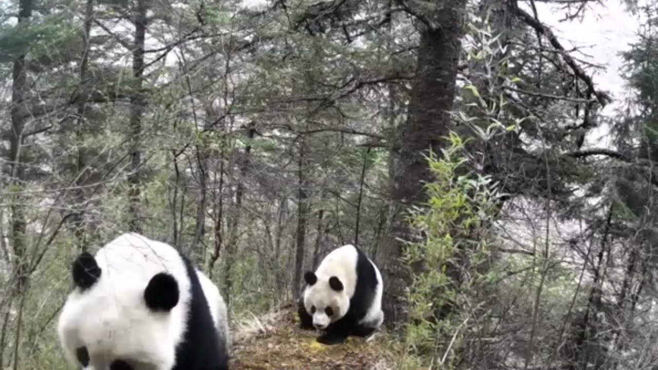 雌を巡り争う雄のジャイアントパンダ 四川省 Youtube